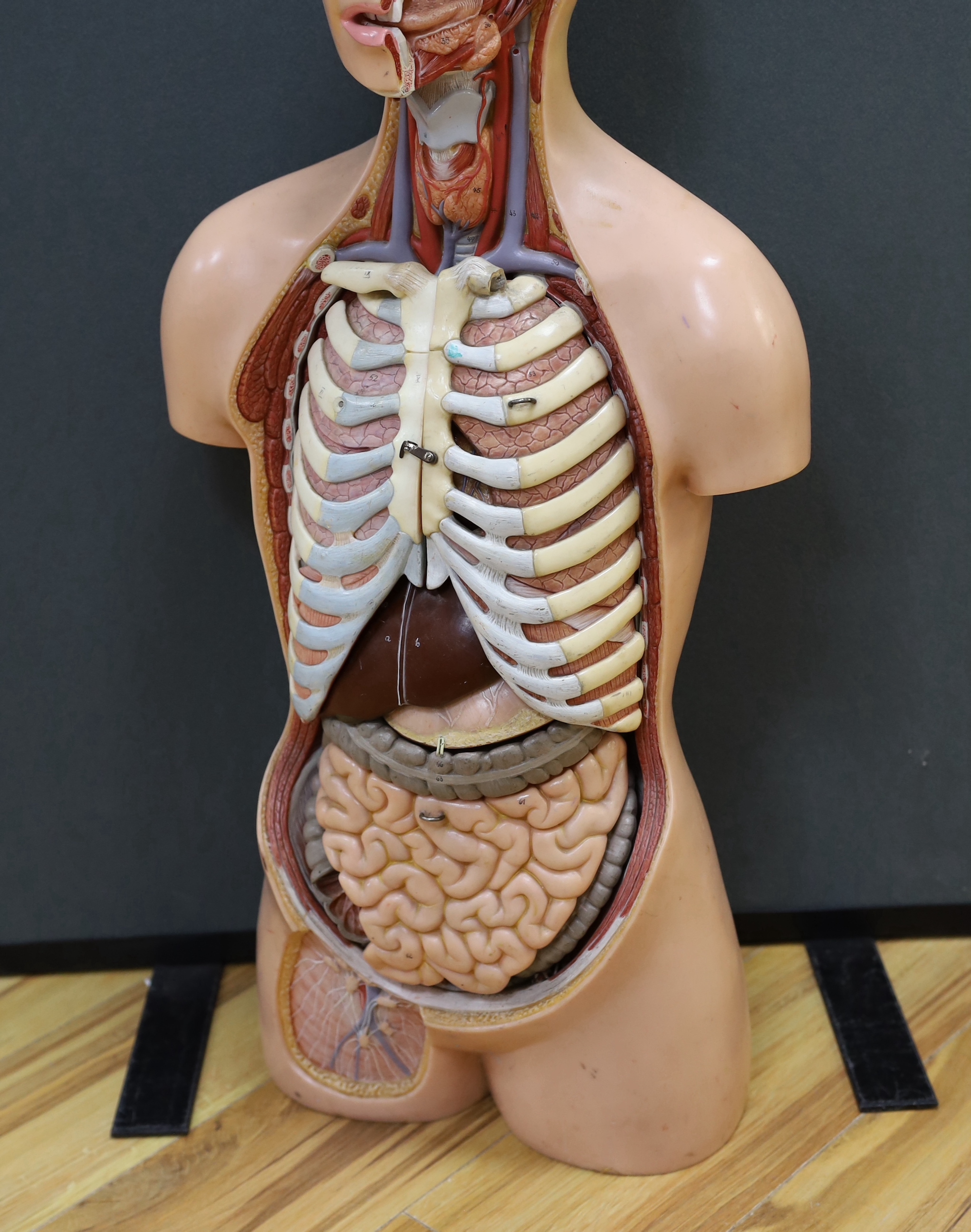 A 1960s medical school educational plastic anatomical model, with removable internal organs and cross-sections of skeleton, arterial system, muscular structures, etc. 84cm high